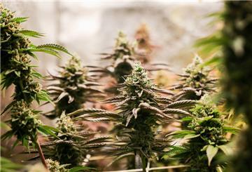 Cannabispflanzen werden angebaut