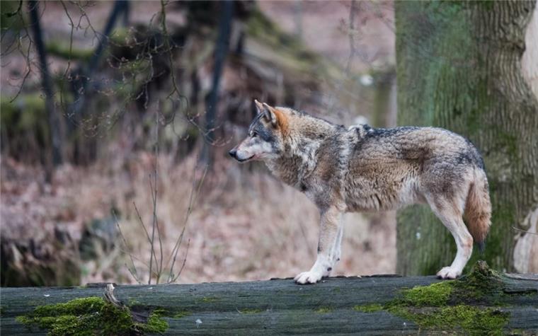 Frist zum Abschuss von Niedersachsens Problemwolf wird verlängert Seit Frühjahr vergangenen Jahres greift ein Leitwolf des Rodewalder Rudels im Kreis Nienburg wieder Schafe, Rinderherden und Fohlen an.