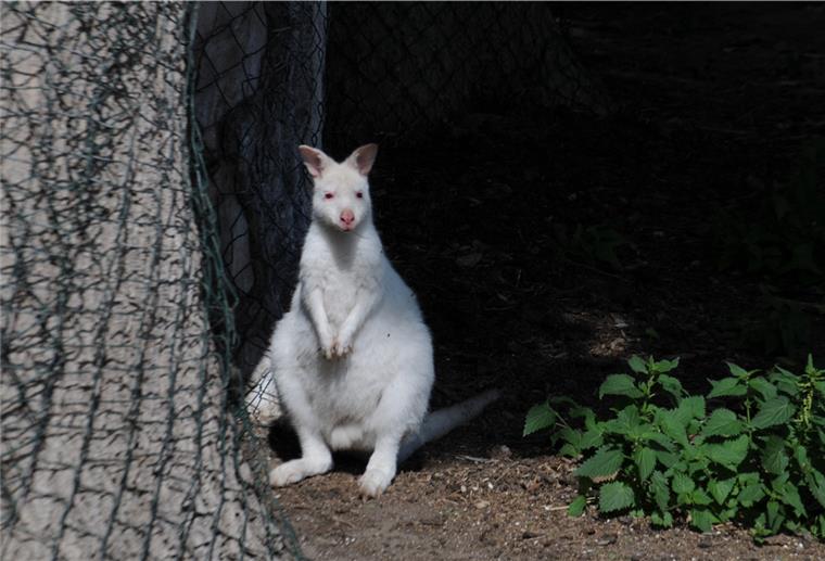 Seit November lebt das Albino Wallaby Blue auf dem Hof von Manuela Seebach. Dort lebt es zusammen mit zwei weiteren Artgenossen.