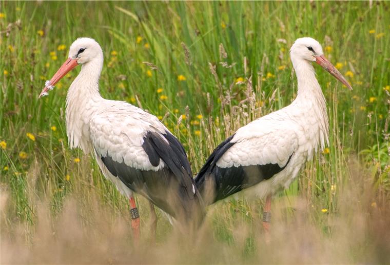 Störche haben Atens für sich entdeckt Seit zwei Wochen sind es nun schon zwei Störche, die regelmäßig auf der Wiese an der Nordstraße in Atens auftauchen.