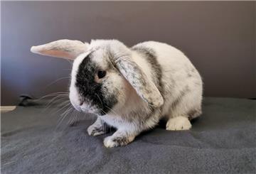 Ein Kaninchen. Seth ist neugierig und aktiv – das charakterstarke Kaninchen sucht ein artgerechtes Zuhause.