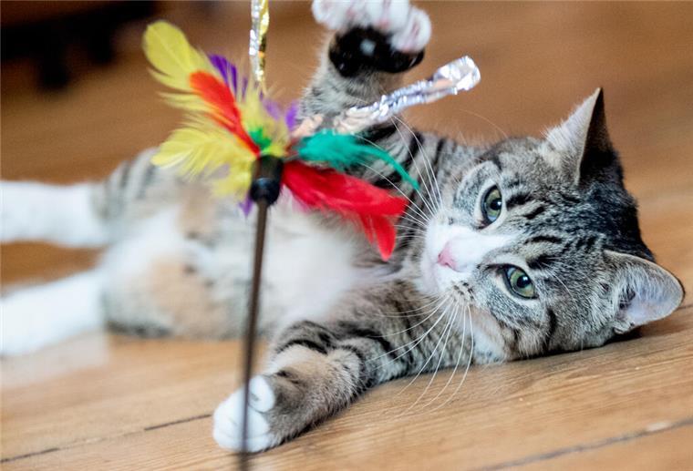 Gefährliches Katzenspielzeug von Amazon: Zwei beliebte Produkte fallen durch Katze spielt mit Katzenspielzeug