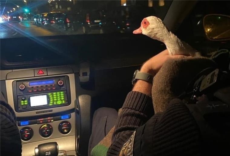 Lüneburg: Polizisten retten verletzte Ente Ente im Streifenwagen