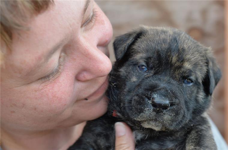 Diese Hundewelpen sind so knuffig Sie bekommt kaum Schlaf, ist aber trotzdem glücklich: Anja Köhler kümmert sich neben der Doggen-Mama um die vier Wochen alten 17 Welpen.