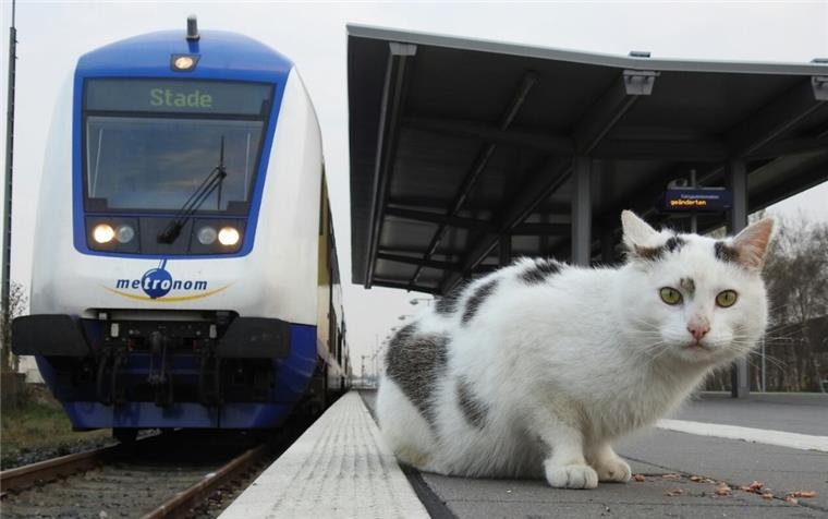 Das Netz trauert um die Metro-Miez aus Cuxhaven Sie gehörte zum Inventar am Bahnhof Cuxhaven: Metro-Miez ist nun im Alter von 14 Jahren gestorben.