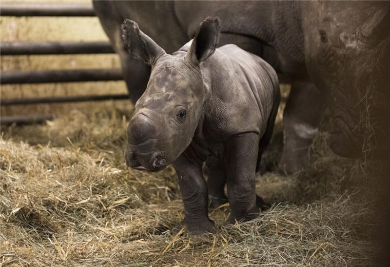 Wie niedlich: Große Freude über Nashornbaby Sie ist erst wenige Tage alt, aber schon ganz schön propper: Moana ist an Weihnachten im Serengeti-Park Hodenhagen zur Welt gekommen.
