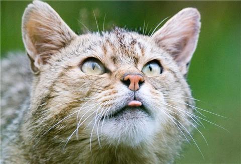 Wildkatze
