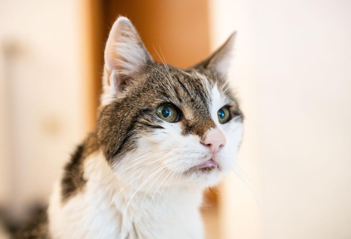 Blinder Passagier mit Pfoten: Katze überlebt Autobahnfahrt im Radkasten Ein Kater - Symbolbild