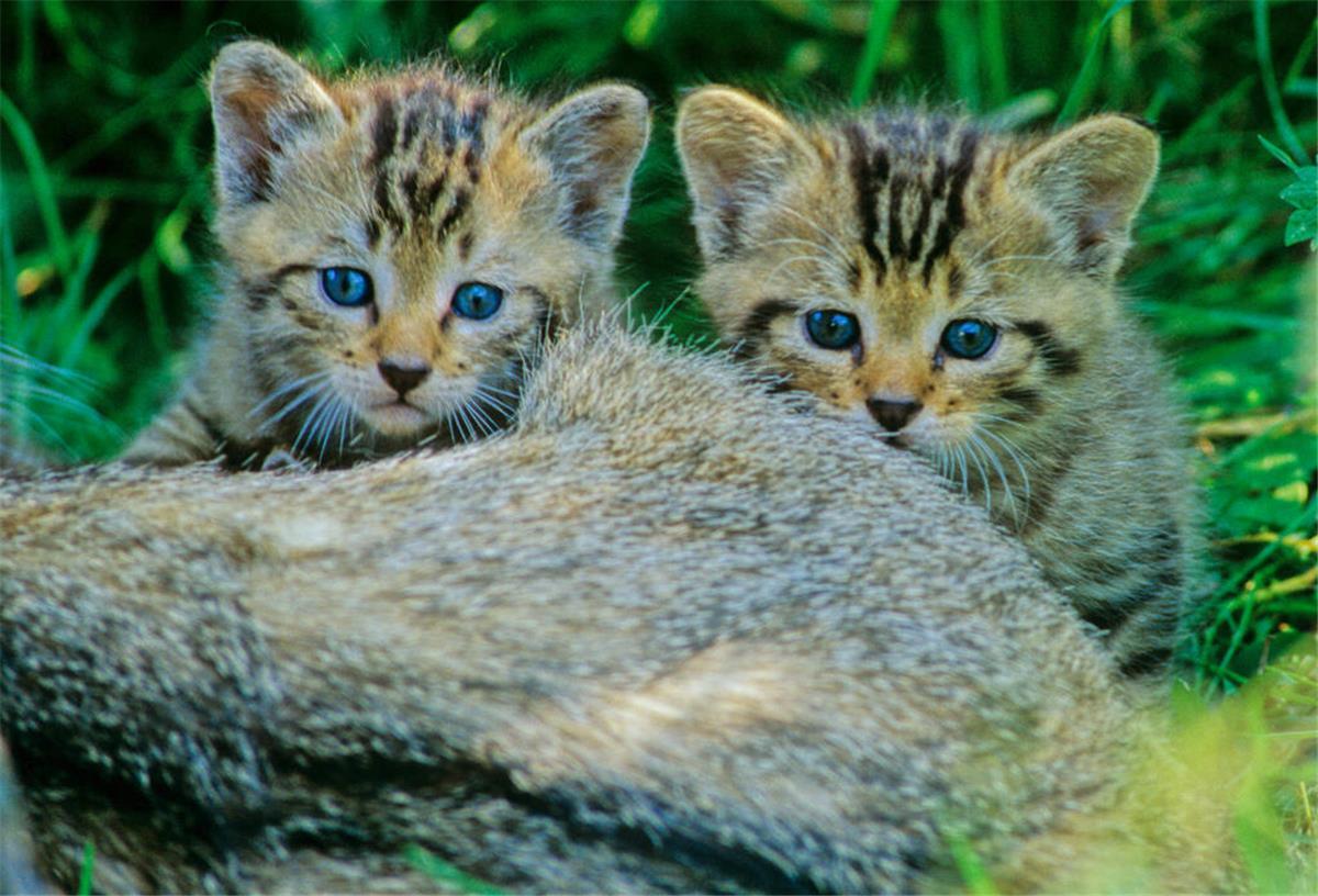 Wildkatzenbabys