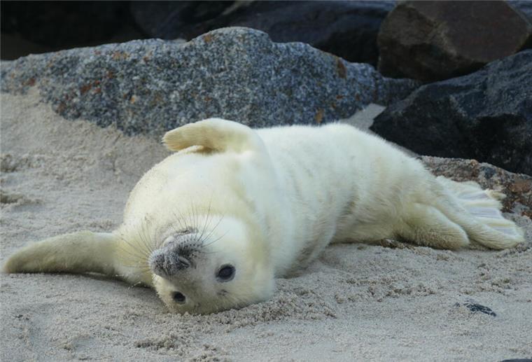 Süß und niedlich: Es gibt mehr Kegelrobben im Wattenmeer Sie sind super süß und niedlich. Und die gute Nachricht: die Zahlen steigen, wenn auch langsam.