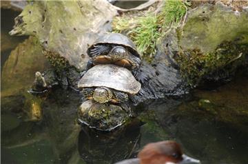 Sie war übrigens das Reptil des Jahres 2015 in Deutschland.