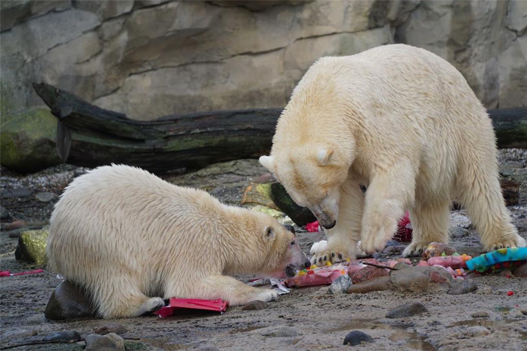 Sie wird aber Eigentum des Zoo am Meer bleiben.