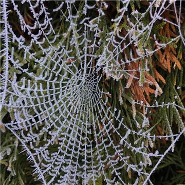 Sieht fast aus wie gemalt: ein Spinnennetz in Loxstedt. 