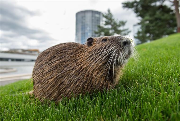 Nutria bringt Deiche in der Wesermarsch in Gefahr Sieht putzig aus, gefährdet aber den Deich: die Nutria