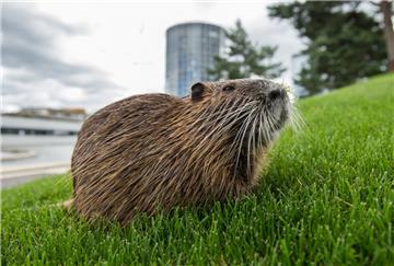Sieht putzig aus, gefährdet aber den Deich: die Nutria