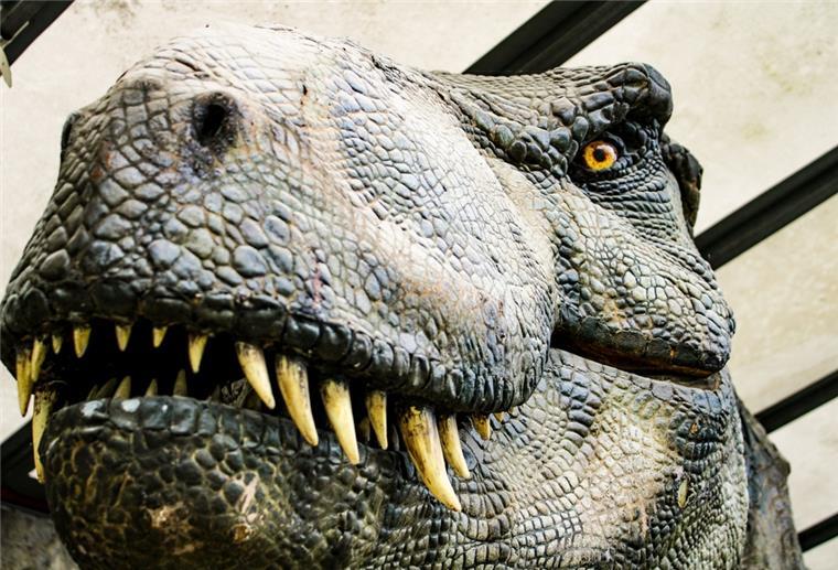 T-Rex kommt zu Besuch nach Bremerhaven Sieht schon etwas gruselig aus: der T-Rex aus der Ausstellung.