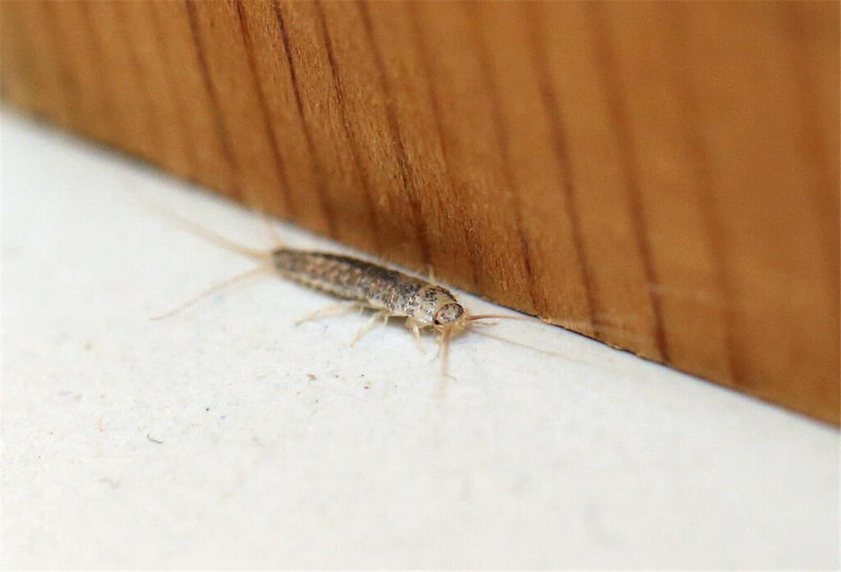 Silberfischchen im Haus? Warum die Insekten ein Warnsignal sein können Ein Silberfischchen krabbelt pber einen Fliesenboden.