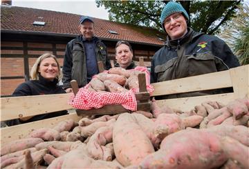 Sind von der Qualität ihrer Süßkartoffeln überzeugt: Bianca Lütje, Ernst Lütje, Ulrich Behrens und Jochen Gaus (v.l.n.r.) von der Erzeugergemeinschaft „Gaus-Lütje Kartoffeln“ im Landkreis Gifhorn.