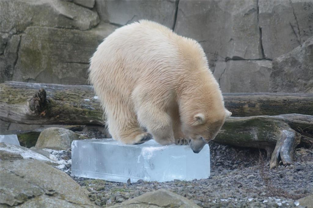 So ein Eisklotz ist ganz schön spannend. 