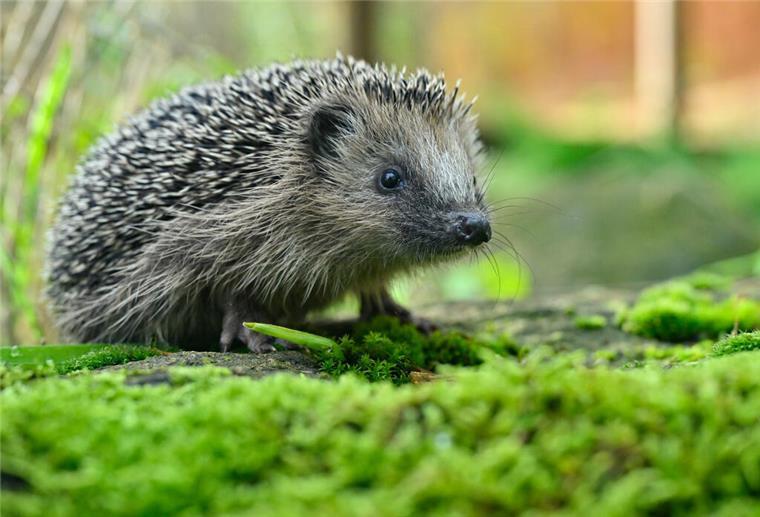 Igel in Not? Igelpflege im Herbst: 7 Tipps zur richtigen Hilfe So erkennen und versorgen Sie hilfsbedürftige Igel im Herbst