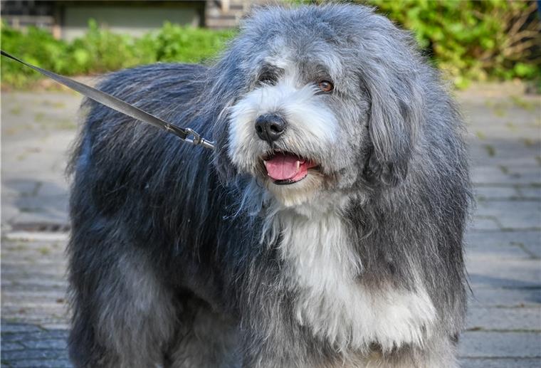 Die erste Frisur nach dem Lockdown So flauschig: Bearded Collie-Rüde Loui nach der Pflege und mit der neuen Frisur.