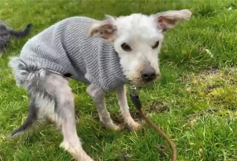 Aus Hund Egon ist ein richtiger Prachtkerl geworden - seht selbst So hat Egon mal ausgesehen. Jetzt ist aus ihm ein richtiger Prachtkerl geworden.
