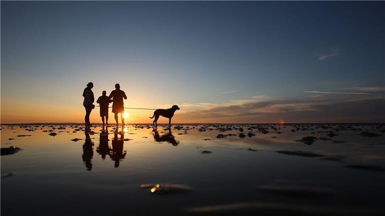 Brutzeit - Nationalparke erinnern an Leinenpflicht So ist es richtig: Im Wattenmeer gehören Hunde an die Leine (Archivbild).