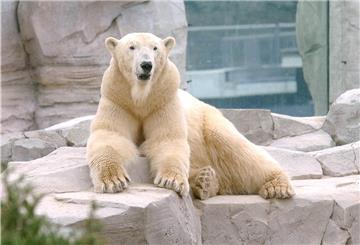 So kannten ihn die Besucher aus dem Zoo am Meer: Eisbär „Lloyd“.