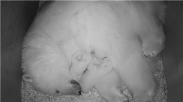So liegen Valeska und ihre zwei Eisbärchen am frühen Neujahrsmorgen in ihrer Höhle.