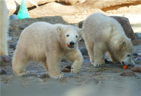 So sahen die Eisbärmädchen "Anna" und "Elsa" aus, als sie zum ersten Mal von Zoobesuchern fotografiert werden konnten.