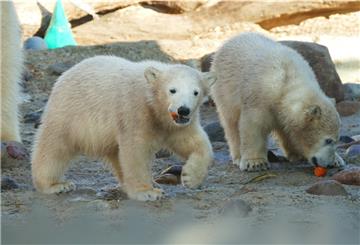 So sahen die Eisbärmädchen "Anna" und "Elsa" aus, als sie zum ersten Mal von Zoobesuchern fotografiert werden konnten.