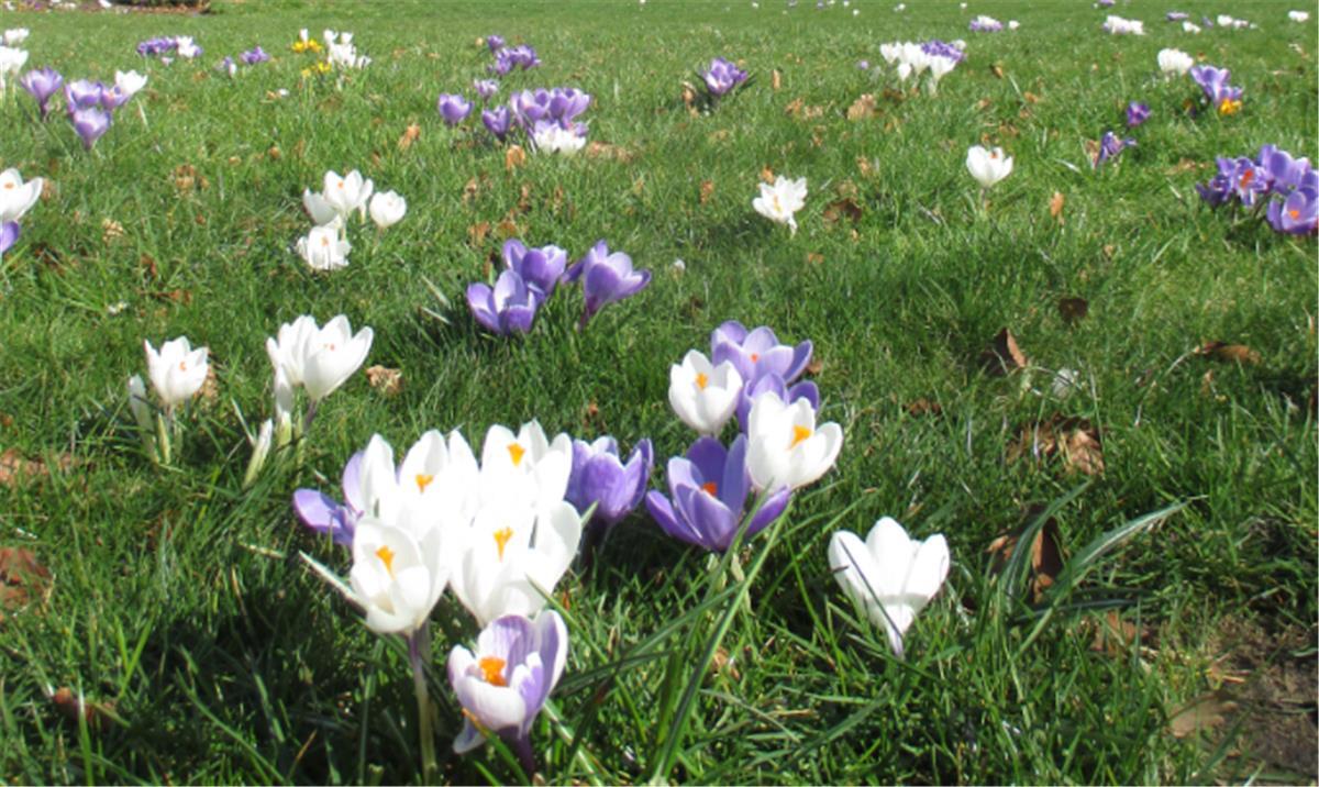 So schön blühen die Krokusse im Leher Stadtpark.