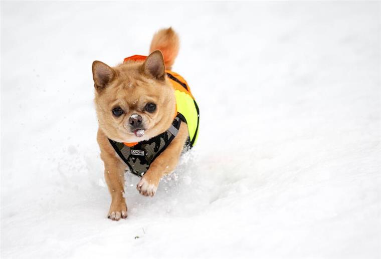 Frostige Pfoten: Ab wann wird es zu kalt fürs Gassi? Während es in Deutschland mild und regnerisch ist, haben eisige Temperaturen Finnland fest im Griff. Wer trotzdem raus muss, packt sich warm ein - das gilt auch für Hunde. Foto: Jussi Nukari/Lehtikuva/dpa