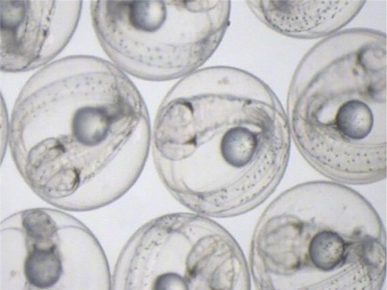 „Walther Herwig III“ geht auf die Suche nach Makrelen-Eiern So sehen sie aus, die Makrelen-Eier, nach denen die Wissenschaftler des Thünen-Instituts für Seefischerei fahnden.