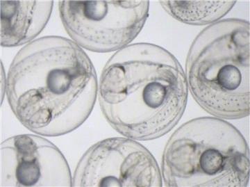 So sehen sie aus, die Makrelen-Eier, nach denen die Wissenschaftler des Thünen-Instituts für Seefischerei fahnden.