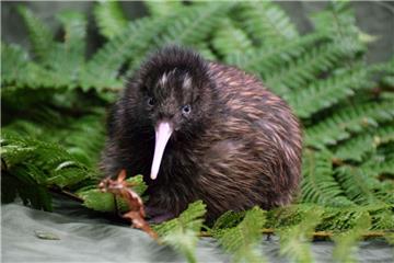 So sieht ein seltenes Kiwi-Küken aus: Der vom Aussterben bedrohte Kiwi ist nur in Neuseeland heimisch. 