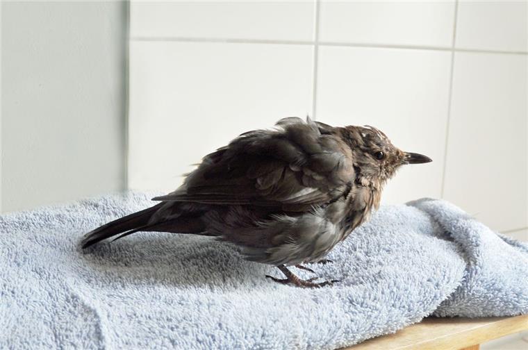 Usutu-Virus: Experten warnen vor neuem Amselsterben So sieht ein Vogel aus, wenn er mit dem Usutu-Virus infiziert ist. Augenfällig: Das Gefieder ist einem besonders schlechten Zustand.