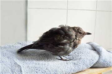 So sieht ein Vogel aus, wenn er mit dem Usutu-Virus infiziert ist. Augenfällig: Das Gefieder ist einem besonders schlechten Zustand. 