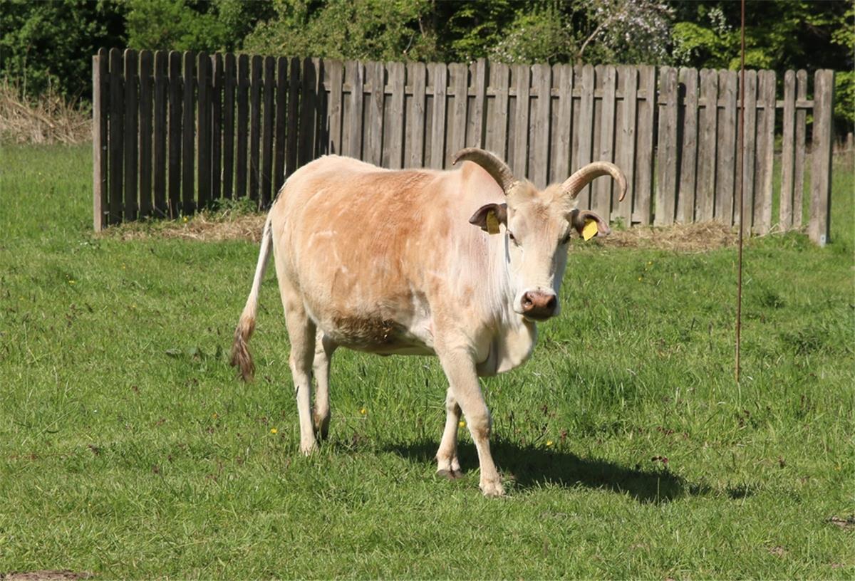 Zwergzebus fühlen sich auf Öko-Wiese in Brake wohl So sieht ein Zebu aus Brake aus - die Rinderrasse ist in der Region selten.