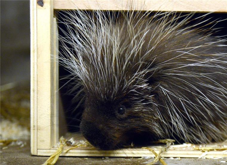 So sieht er aus, der  Baumstachler. Die Tierchen sollen ein Gehege im Zoo am Meer erhalten.