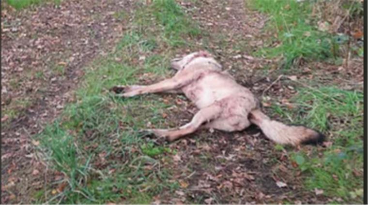 Ein toter Wolf am Wegesrand