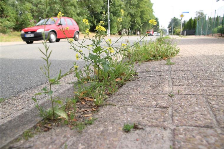 Faltblätter verschickt: Stadt Nordenham erinnert Bürger an ihre Pflichten So sollen Gehwege in Nordenham zukünftig nicht mehr aussehen: Die Stadt hat jetzt Tausende Faltblätter verschickt, um die Bürger an ihre Pflichten zu erinnern.