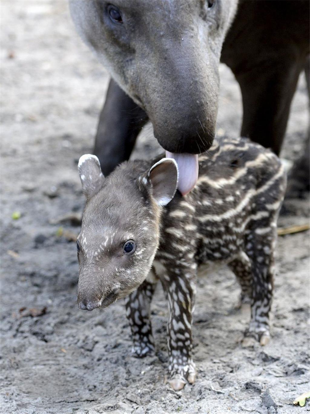 So süß ist das Tapirbaby im Jaderpark. - Foto: Rolf Voss/Jaderberg