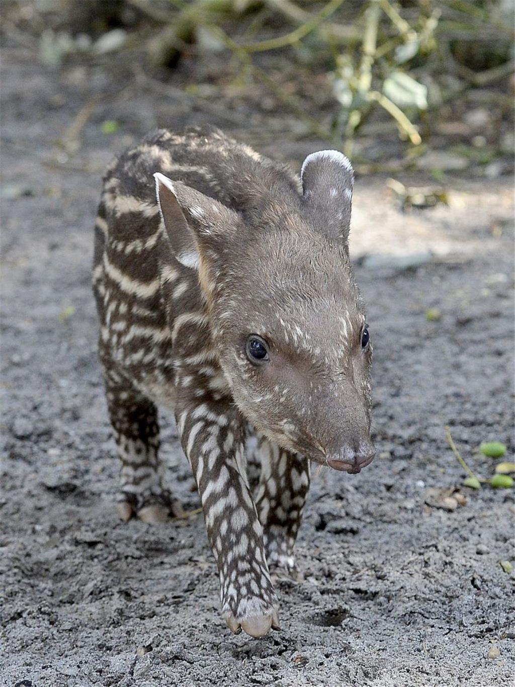 So süß ist das Tapirbaby im Jaderpark. - Foto: Rolf Voss/Jaderberg