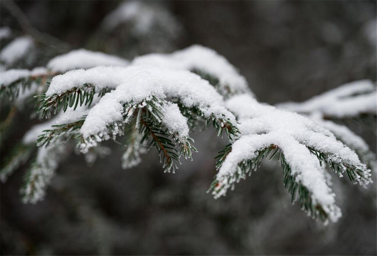 ARCHIV - Ein Fichtenzweig ist mit Schnee bedeckt. Foto: Daniel Vogl/dpa