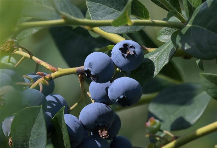 Die Heidelbeere, die Kim Kardashian des Obstkorbs So wächst die Heidelbeere, bevor sie irgendwann in einem Smoothie landet - an einem Busch. (Archivfoto)