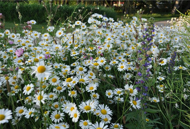 Solche Blühstreifen wie im Speckenbütteler Park sollen den Bienen Lebensraum und Nahrung geben.