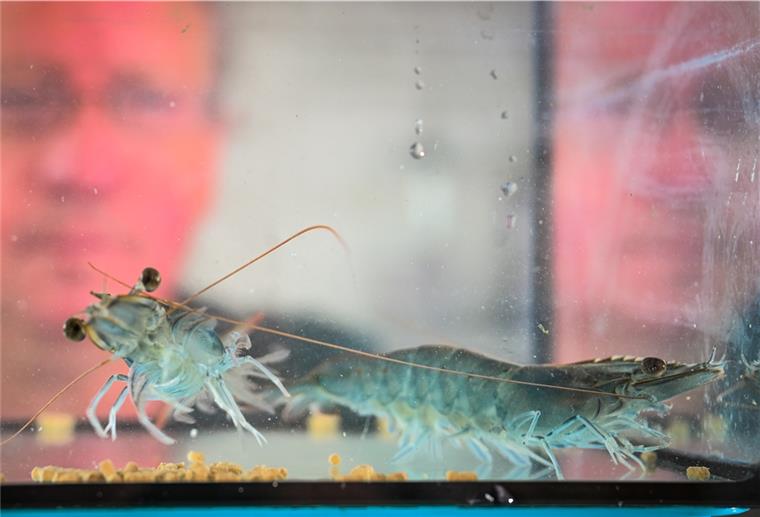 Krabbenschalen sollen wieder verwertet werden Solche Geißelgarnelen, die im Handel auch als Gambas verkauft werden, mögen das Krabbenfutter. Foto Scheschonka