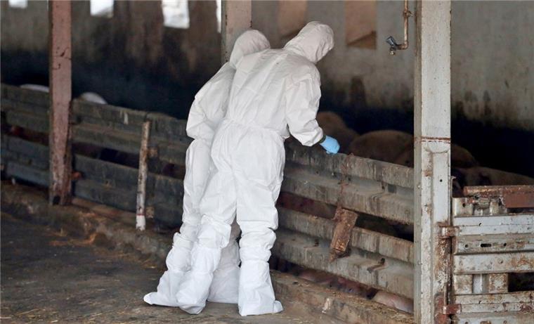 Spiel auf Zeit im Kampf gegen die Schweinepest Sollte es zum Ausbruch der Afrikanischen Schweinepest in einem Stall im Landkreis Rotenburg kommen, bündeln die Kreise Cuxhaven, Osterholz, Rotenburg, Stade und Verden ihre Kräfte, um die Ausbreitung der Seuche gemeinsam zu bekämpfen.