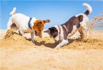 Zwei Hunde buddeln am Strand im Sand. Im Hintergrund ist das Meer zu sehen.